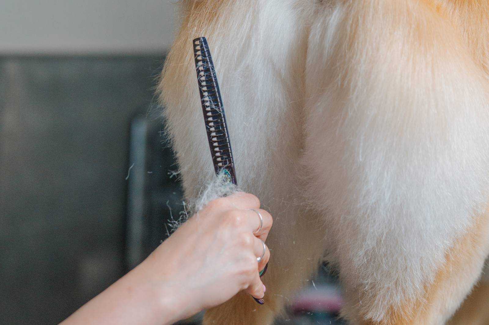 SUPREME TIDY (no haircut)