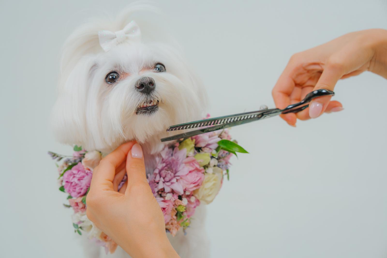 SIGNATURE GROOM (full haircut)